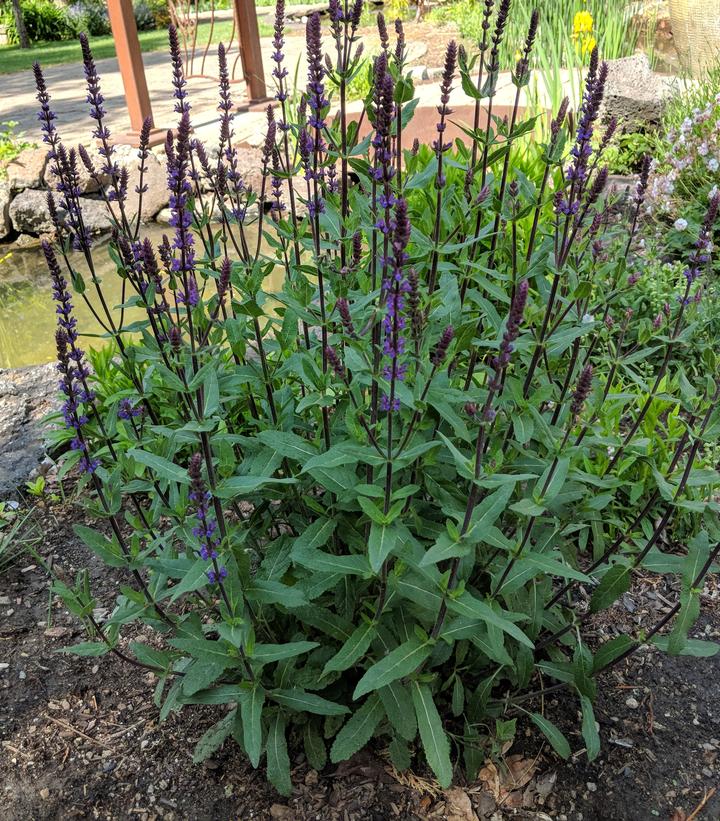 Salvia nemorosa Caradonna