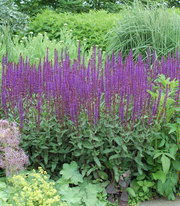 Salvia nemorosa Caradonna