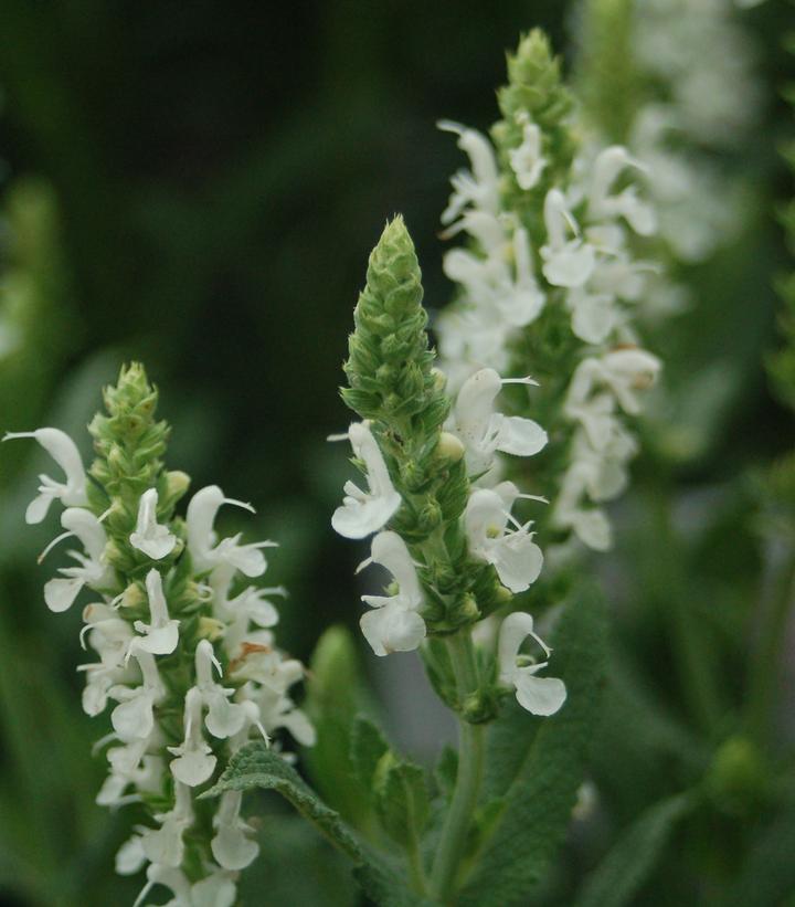 Salvia x sylvestris Snow Hill