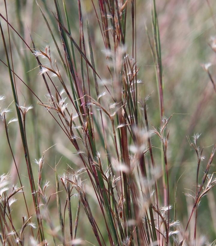 Schizachyrium scoparium 'Prairie Blues'