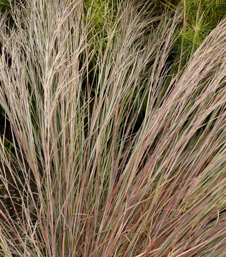 Schizachyrium scoparium 'Prairie Blues'