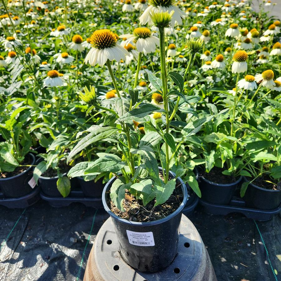 Echinacea Pow Wow® White