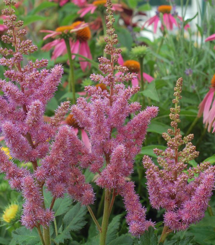 Astilbe chinensis Visions