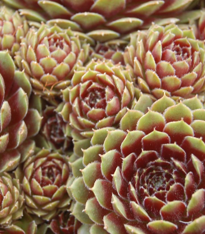 Sempervivum Pilioseum