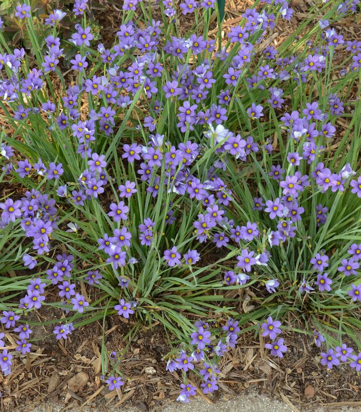 Sisyrinchium angust. 'Lucerne'