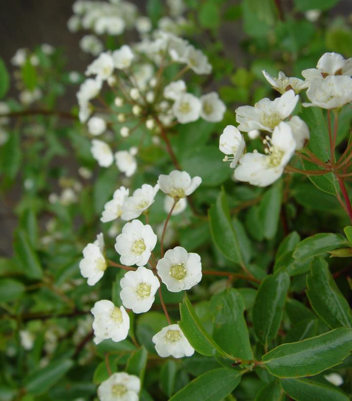 Spiraea vanhouttei Renaissance