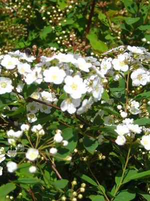 Spiraea vanhouttei Renaissance