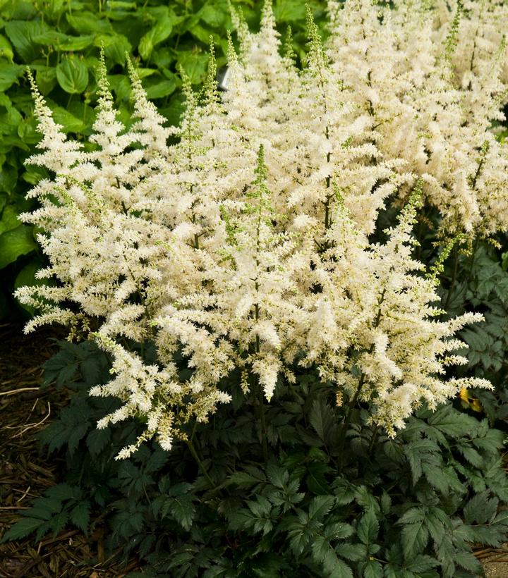 Astilbe chinensis Visions in White