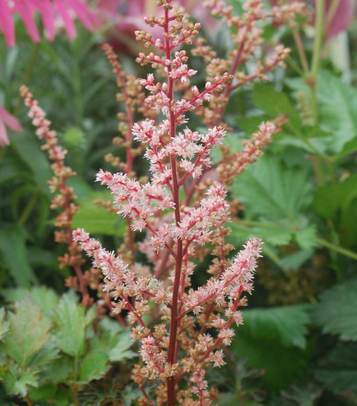 Astilbe Delft Lace