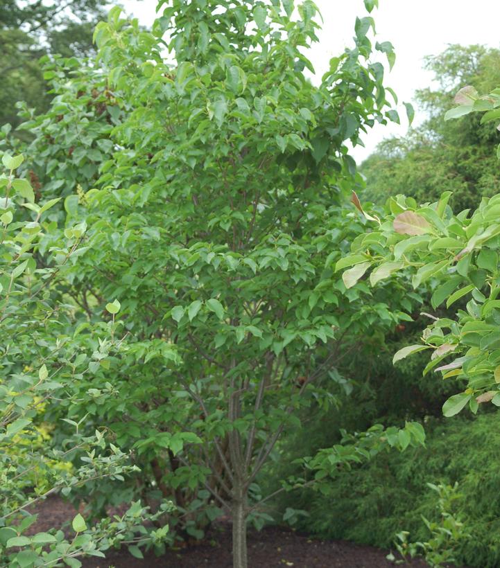 Syringa reticulata Ivory Silk - Tree Form