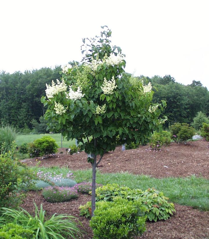 Syringa reticulata Ivory Silk - Tree Form