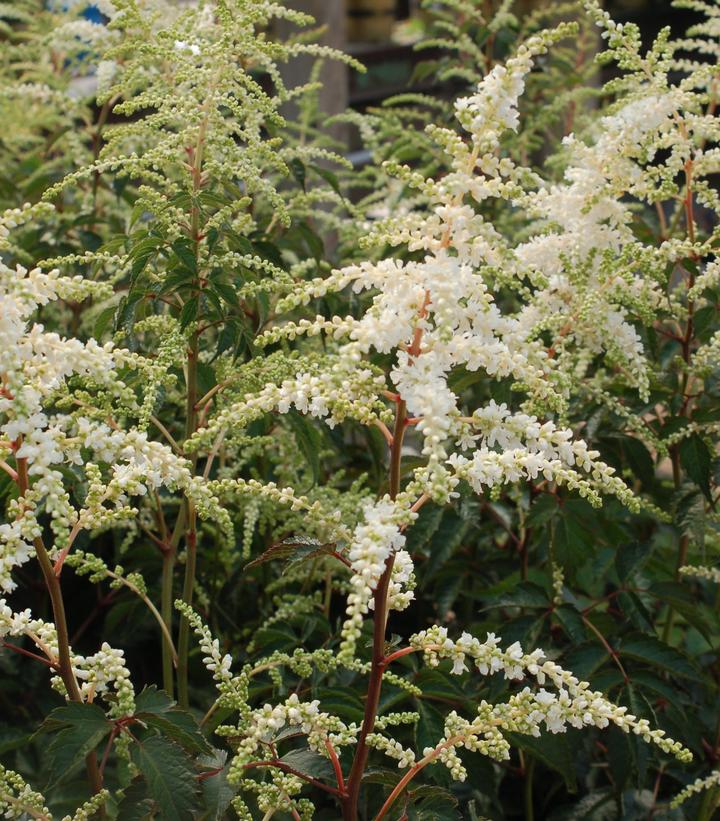 Astilbe japonica Deutschland