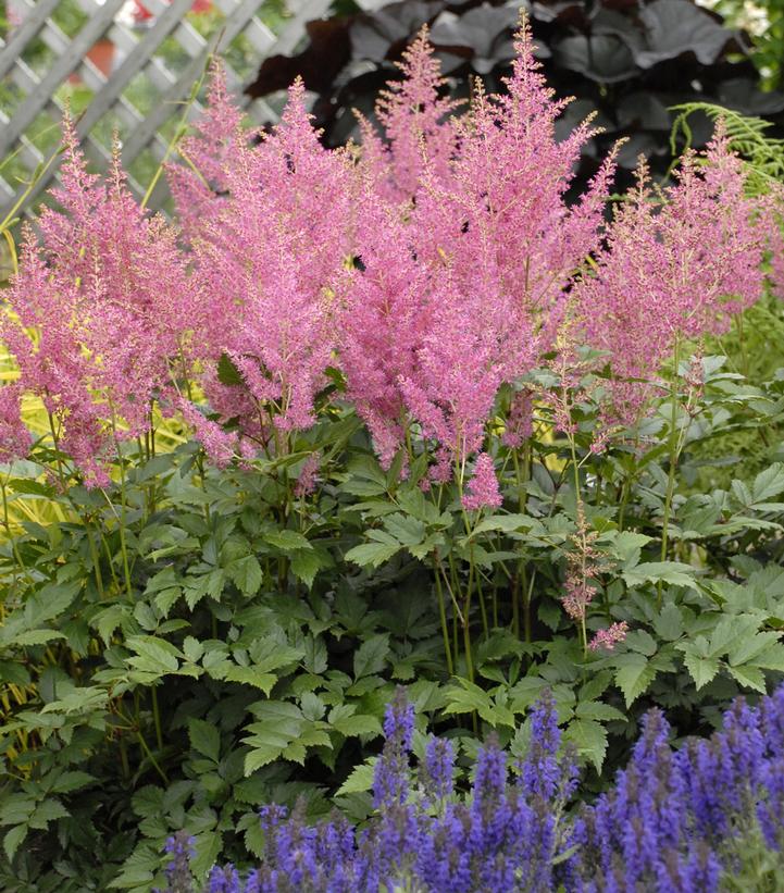 Astilbe japonica 'Rheinland'