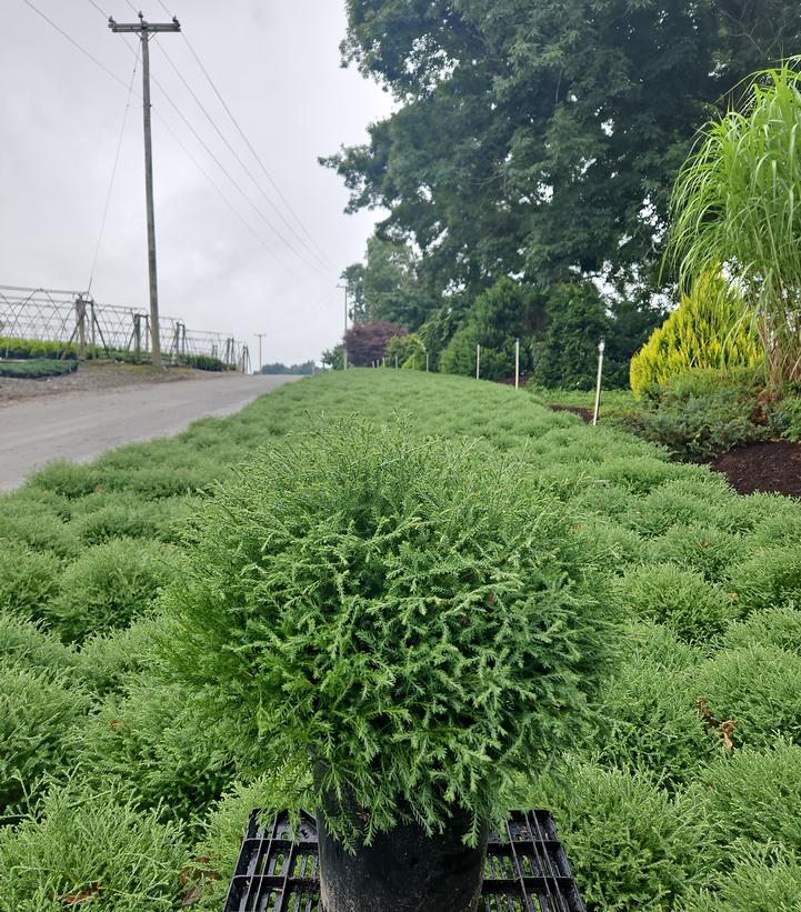 Thuja Mr. Bowling Ball®