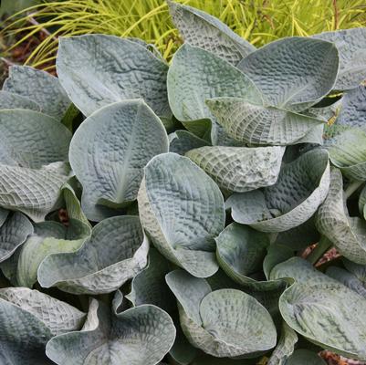 Hosta 'Big Daddy'