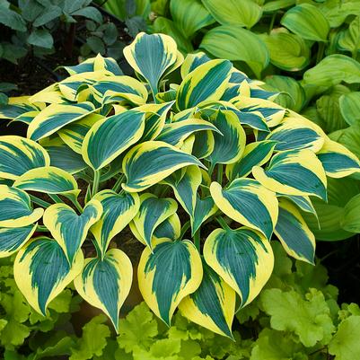 Hosta hybrid Shadowland® Shadowland® Autumn Frost