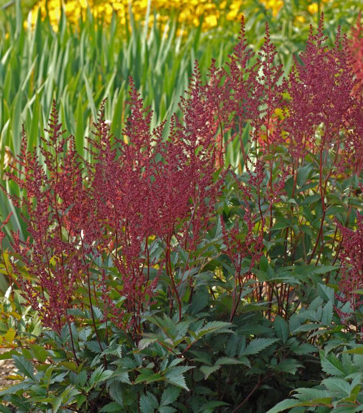 Astilbe Montgomery