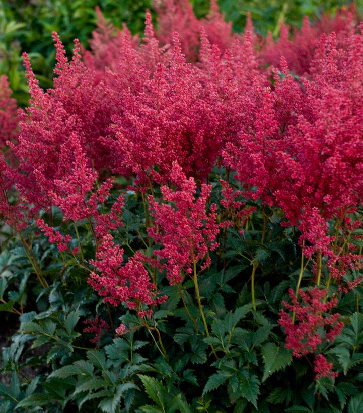 Astilbe Montgomery