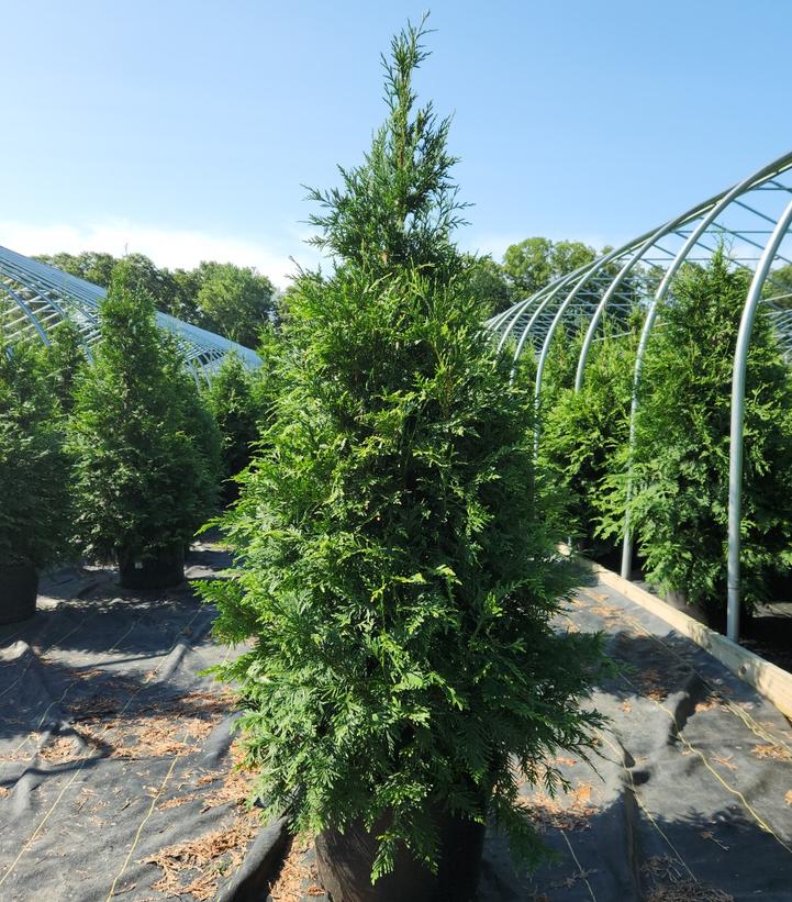 Thuja X 'Green Giant'