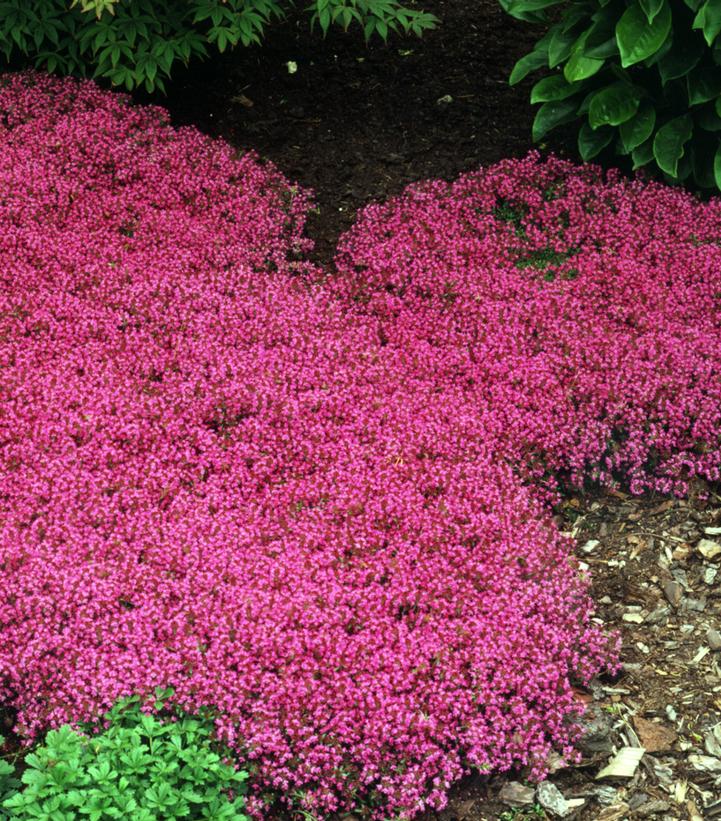 Thymus praecox Coccineus