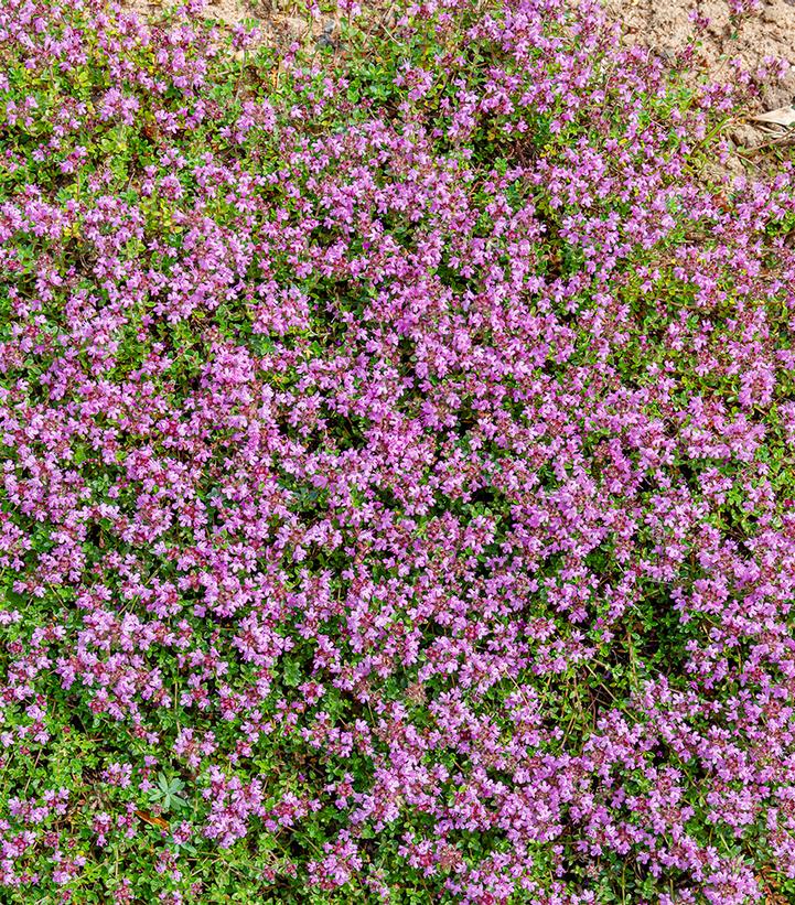 Thymus serpyllum 'Elfin'