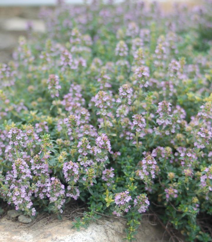 Thymus praecox 'Pink Chintz'