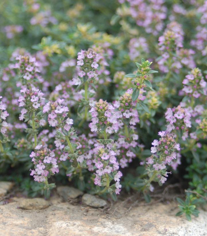 Thymus praecox 'Pink Chintz'