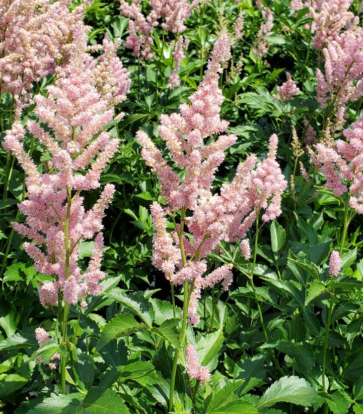 Astilbe Peach Blossom