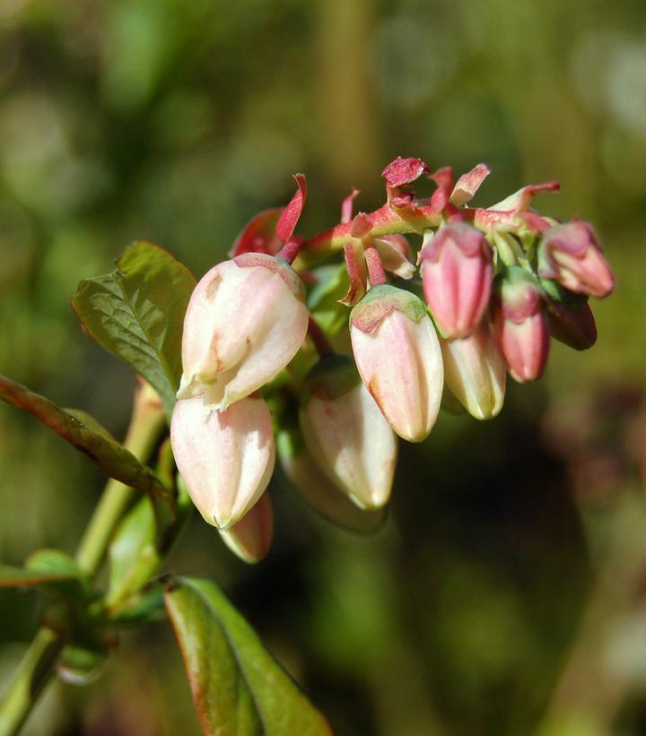 Vaccinium corymbosum Blue Ray