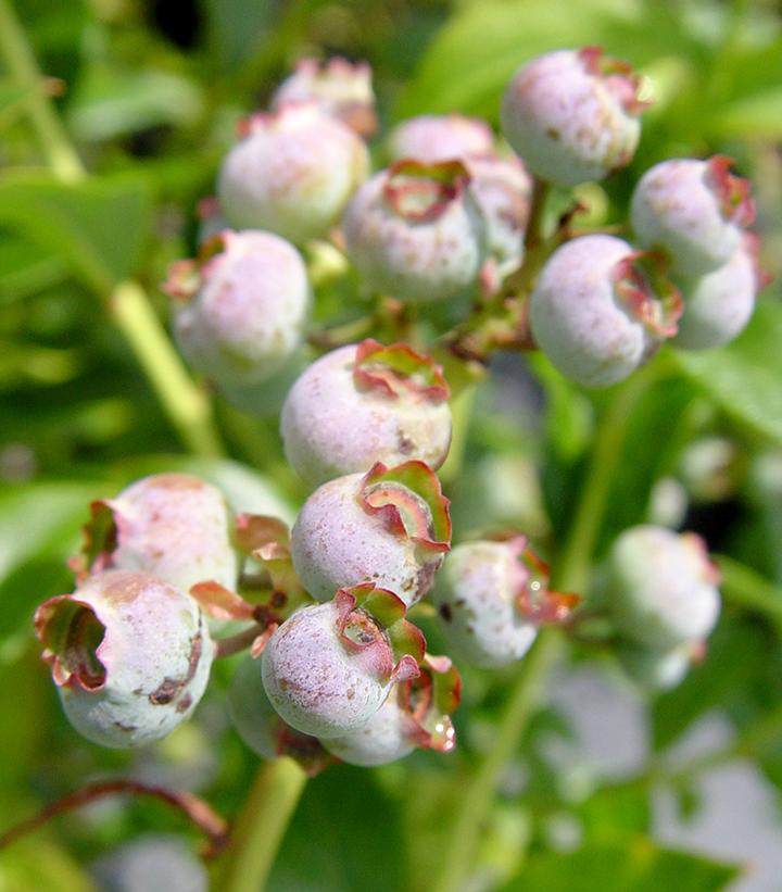 Vaccinium corymbosum Blue Ray