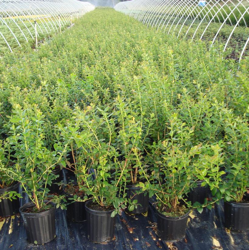 Vaccinium corymbosum Blue Ray