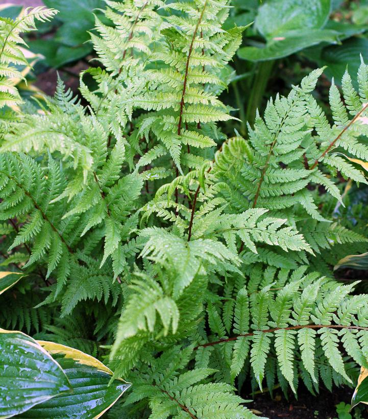 Athyrium filix femina Lady in Red