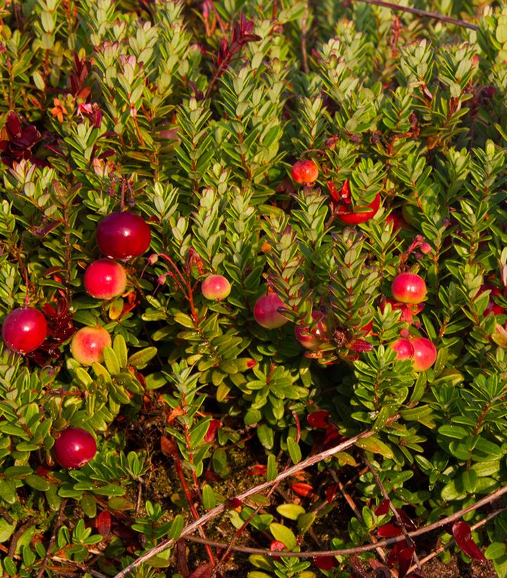 Vaccinium macrocarpon Pilgrim