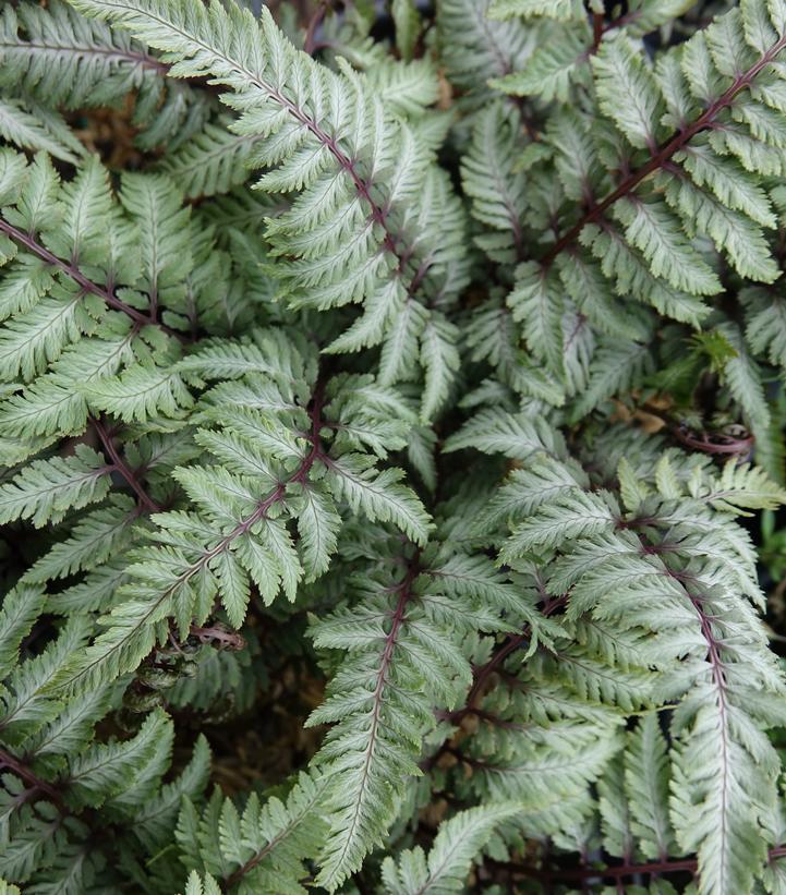 Athyrium nipponicum var. Pictum