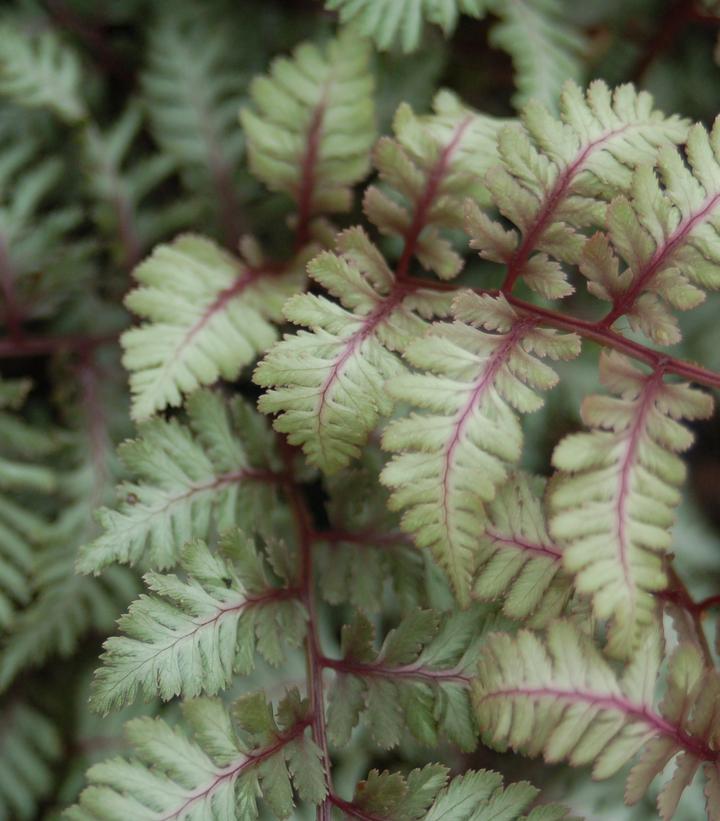 Athyrium nipponicum var. Pictum