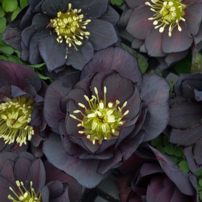 Helleborus Wedding Party® Dark and Handsome