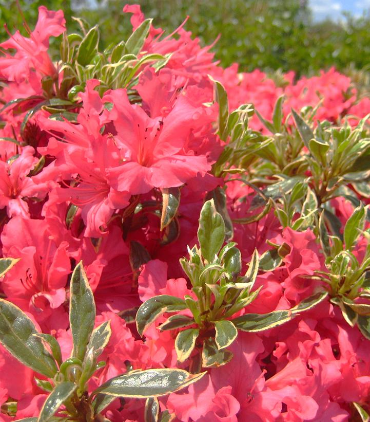 Azalea Arctic Rose