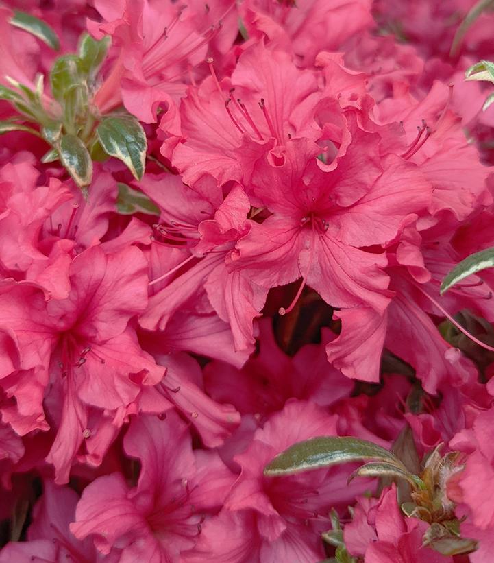 Azalea Arctic Rose