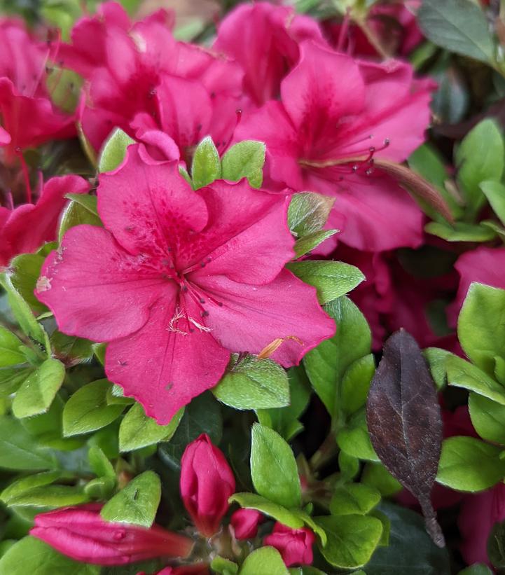 Azalea Bixby