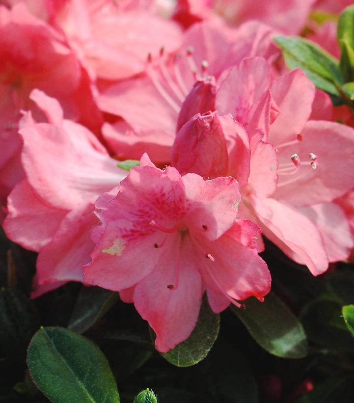 Azalea 'Blaauws Pink'