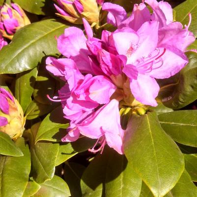 Rhododendron cat. Roseum Elegans