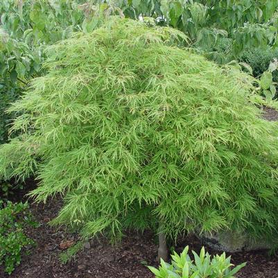 Acer palmatum dissectum 'Waterfall'