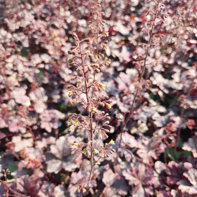 Heuchera Midnight Rose