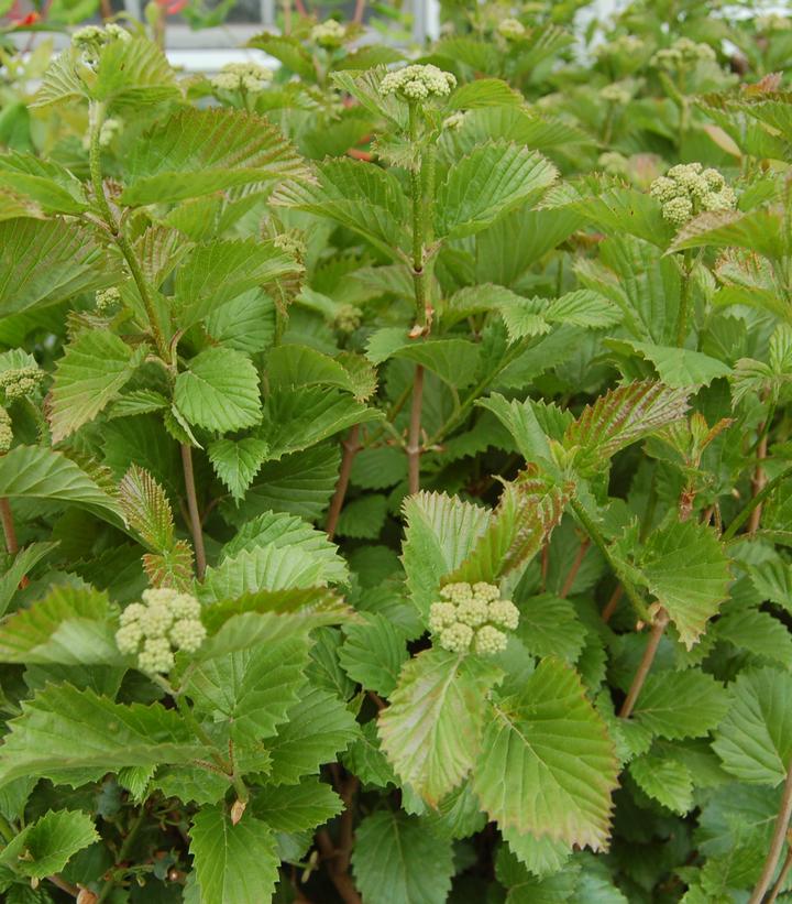 Viburnum dentatum Blue Blaze™