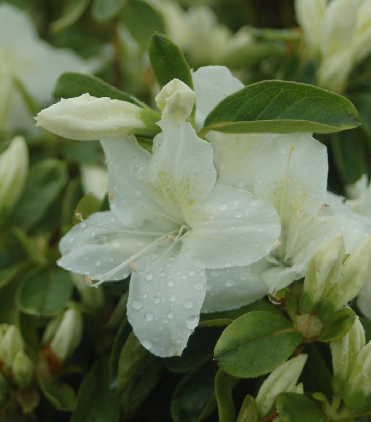 Azalea Delaware Valley White