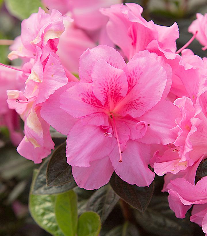 Azalea Encore® Autumn Carnation®