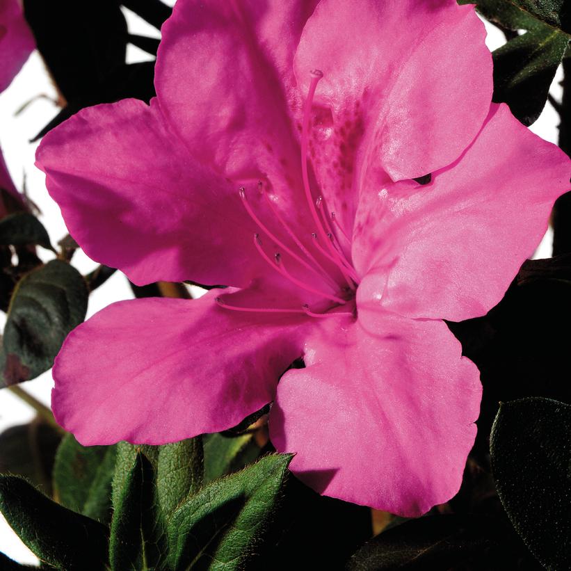 Azalea Encore® Autumn Sangria®