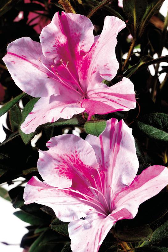 Azalea Encore® Autumn Twist®