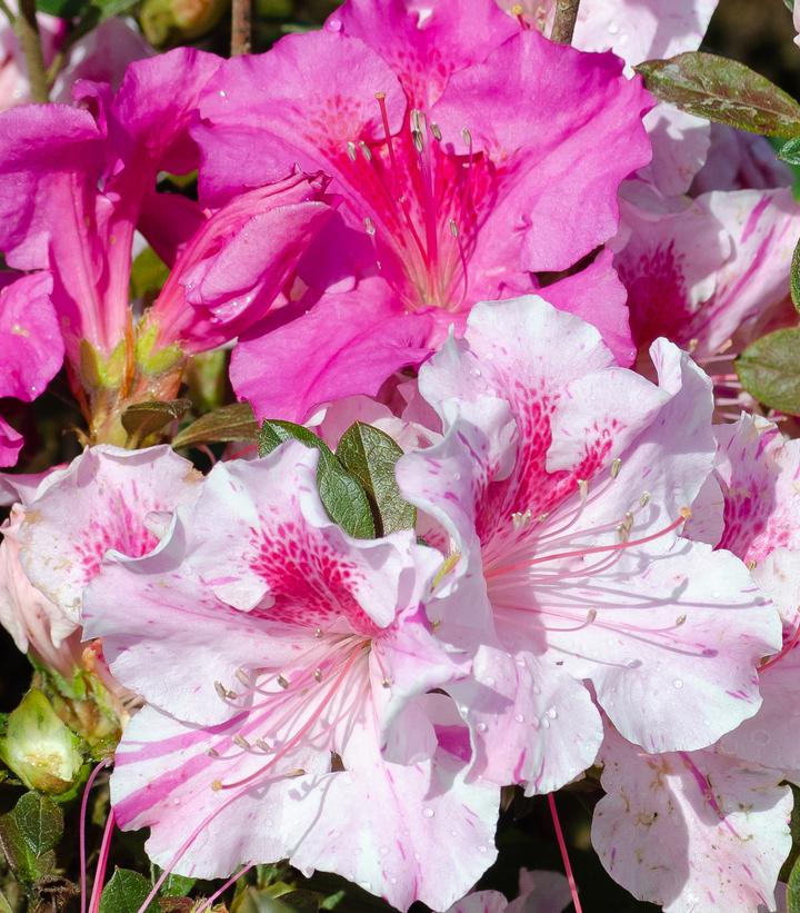 Azalea Encore® Autumn Twist®