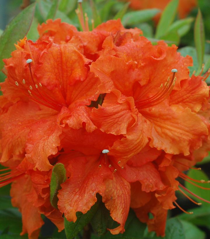 Azalea Gibraltar